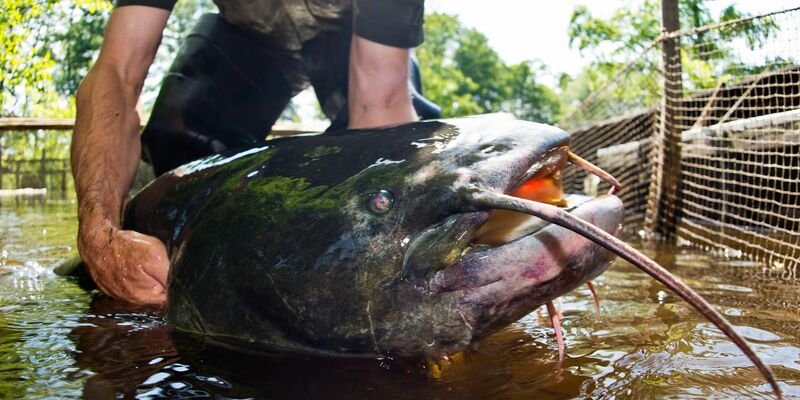 Die Ermittlungen könnten in ein paar Wochen abgeschlossen sein.  - Foto: Patrick Pleul/dpa-Zentralbild/dpa