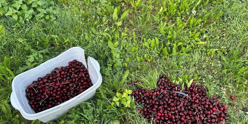 POL-PDKO: Mülheim-Kärlich - Diebstahl von Kirschen - Foto: presseportal.de