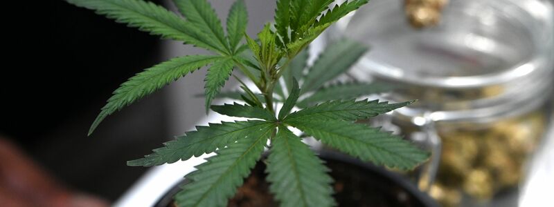 Ob frisch oder getrocknet: Cannabis stand im Mittelpunkt der Messe Mary Jane. (Archivbild) - Foto: Michael Brandt/dpa
