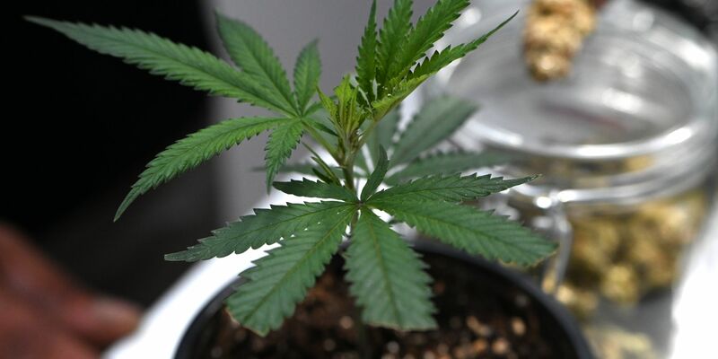 Die Ermittler entdeckten Marihuana. (Symbolbild) - Foto: Michael Brandt/dpa