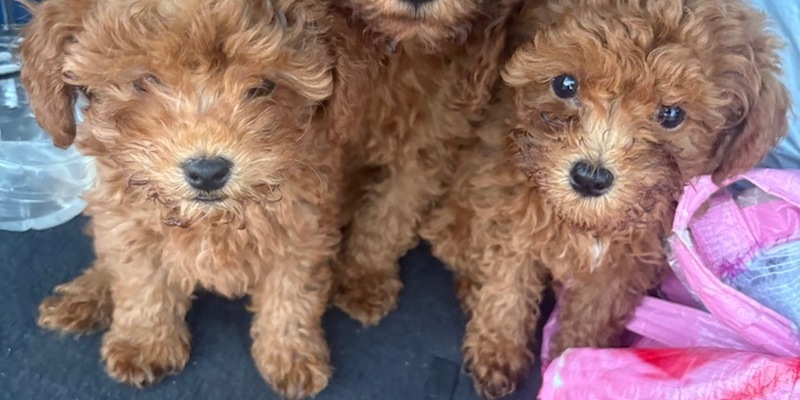 POL-H: 176 kontrollierte Fahrzeuge, 12 untersagte Fahrten, 9 Hundewelpen: Erfolgreiche Bilanz der ROADPOL-Kontrollwoche Alcohol and Drugs in der Region Hannover - Foto: presseportal.de