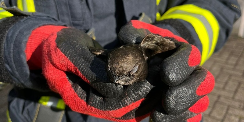 FW Celle: Vogel aus Dachrinne gerettet - Foto: presseportal.de
