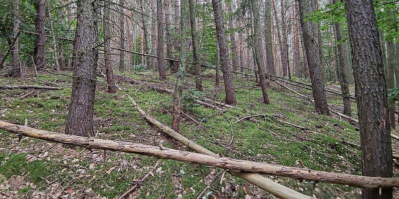 Wald (Archiv) - Foto: über dts Nachrichtenagentur