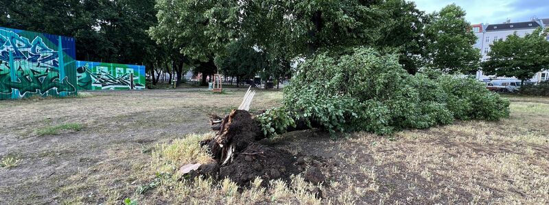 Das gesamte Stadtgebiet war den Angaben nach betroffen - hier abgebrochene Äste im Prenzlauer Berg. - Foto: Holger Mehlig/dpa