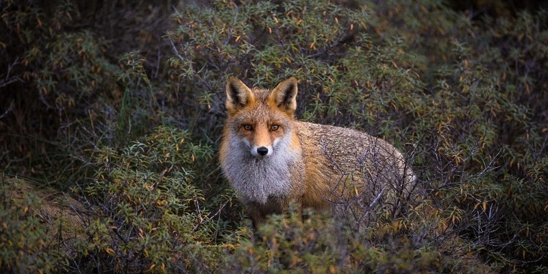 Hessen: Schwarz-Rot auf Kuschelkurs mit der Jägerschaft / Aufhebung von Schonzeiten während der Aufzuchtzeit - Foto: presseportal.de