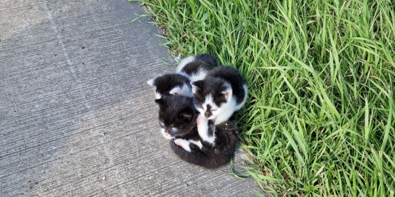 POL-DEL: Autobahnpolizei Ahlhorn: Drei junge Katzen auf Autobahn 1 im Bereich der Gemeinde Emstek ausgesetzt +++ Zeugen gesucht - Foto: presseportal.de