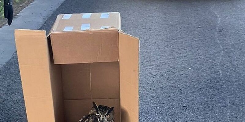 Eine Streife der Autobahnpolizei Darmstadt rettete den verletzten Vogel. (Foto Handout) - Foto: ---/Polizeipräsidium Südhessen/dpa