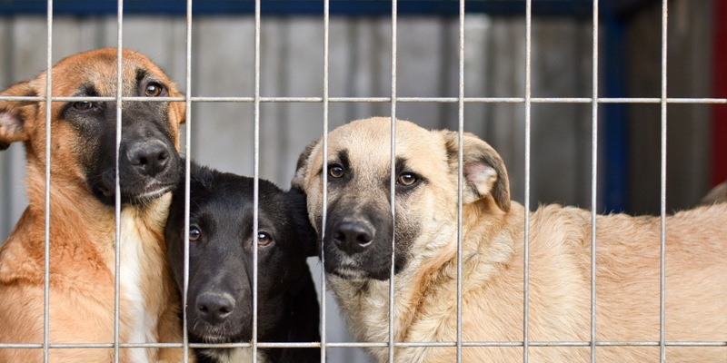 PURINA Tierheimreport Deutschland 2025 / Tierheime unter Druck: Neue deutschlandweite Umfrage zeigt - Sommer verschärft die Lage - Foto: presseportal.de