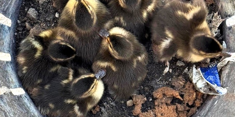 FW-OG: Ente gut, alles gut! - Foto: presseportal.de