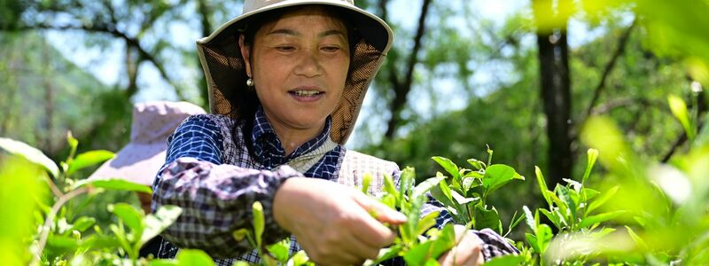 Deutschland hat im vergangenen Jahr rund 48.000 Tonnen Tee importiert und knapp 21.500 Tonnen ausgeführt. (Archivbild) - Foto: Zhou Mu/XinHua/dpa