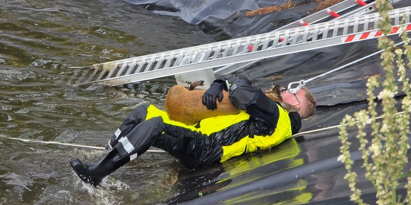 FW Celle: Celler Feuerwehr rettet Reh aus Regenrückhaltebecken - Foto: presseportal.de