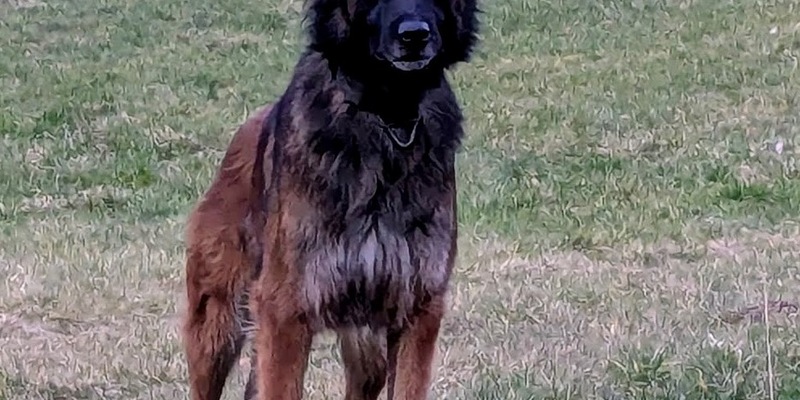 POL-HA: Hagener Diensthund Turbo stellt flüchtenden Täter nach Ladendiebstahl in Arnsberg - Foto: presseportal.de