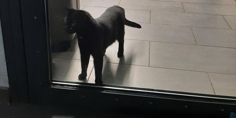 Bundespolizeidirektion München: Tierischer Einsatz am Hauptbahnhof / Bundespolizei hilft Mensch und Tier - Foto: presseportal.de