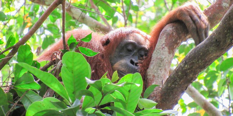 Auch Orang-Utans halten gern ein Mittagsschläfchen. - Foto: Natasha Bartalotta/Max Planck Institute für Verhaltensbiologie/dpa