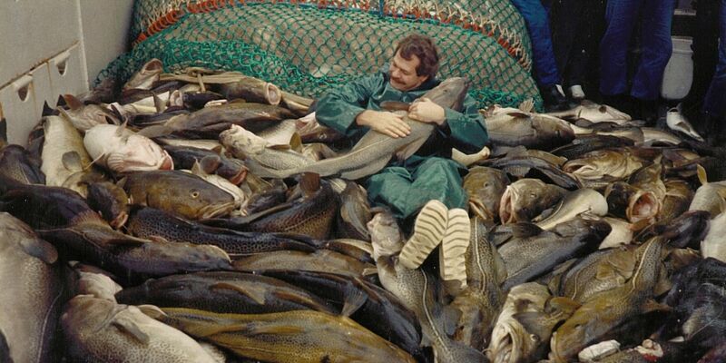 Die Dorsche in der Ostsee waren einst wesentlich größer. - Foto: Jesper Bay Of The Danish/Danish Institute for Fisheries and Marine Research/dpa