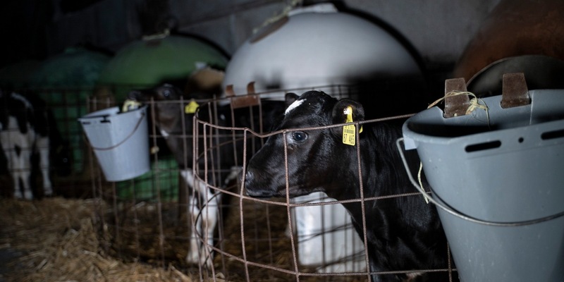 Milch zerstört Leben- ANINOVA deckt auf: Video über das grausame System der Milchindustrie erreicht über 1 Million Menschen auf Instagram - Foto: presseportal.de