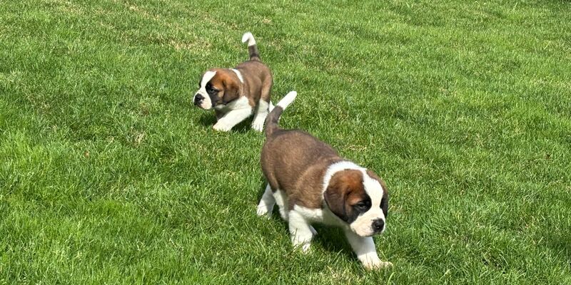 Die Sache mit den Fässchen am Hals der Bernhardiner - erfunden. - Foto: Christiane Oelrich/dpa