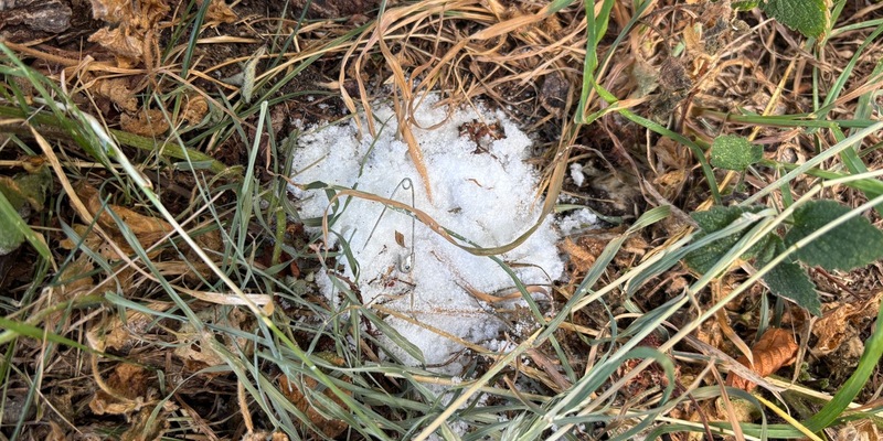 POL-KN: (Denkingen / Lkr. Tuttlingen) - Möglicher Giftköder am Wanderparkplatz entdeckt - Polizei warnt Hundebesitzer (26.06.2025) - Foto: presseportal.de