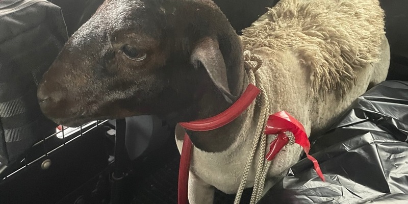 POL-K: 250627-3-K/BAB: Erfolgreiche Tierrettung - Autofahrer sichern Schaf auf der BAB 1 und übergeben es der Polizei - Foto: presseportal.de