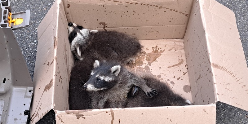 FW-EN: Waschbärenfamilie im Kamin und gemeldeter Waldbrand - Foto: presseportal.de