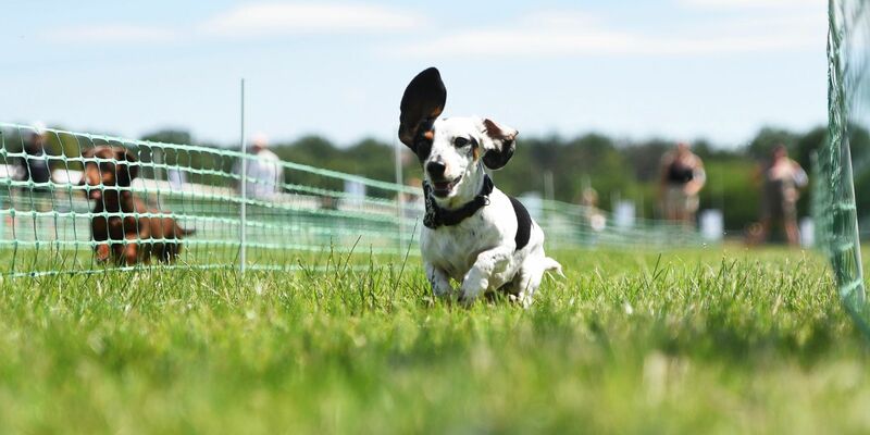 Auf acht Bahnen geht es darum, wer der schnellste Dackel in Deutschland ist.  - Foto: Simon Kremer/dpa