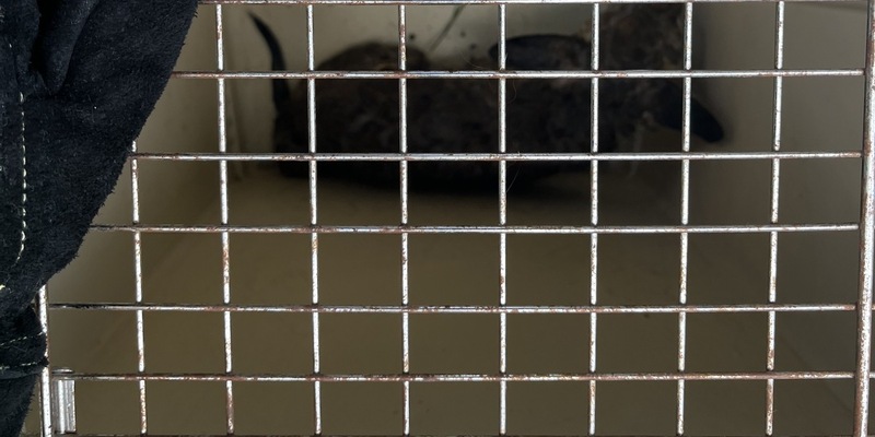 FW Dinslaken: Tag der Tierrettung und kleiner Vegetationsbrand - Foto: presseportal.de