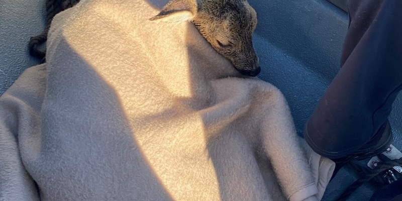 LWSPA M-V: (Korrektur) Kurioser Einsatz: Reh im Hafenbecken des Überseehafens Rostock erwischt - Wasserschutzpolizei MV beendet tierischen Badespaß - Foto: presseportal.de