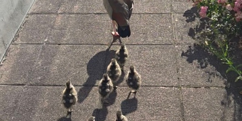 POL-PIZW: Odyssee der Nilgänse - Foto: presseportal.de