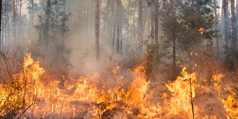 Zunehmende Waldbrandgefahr: Maßnahmen für den Wald dringend notwendig - Foto: presseportal.de