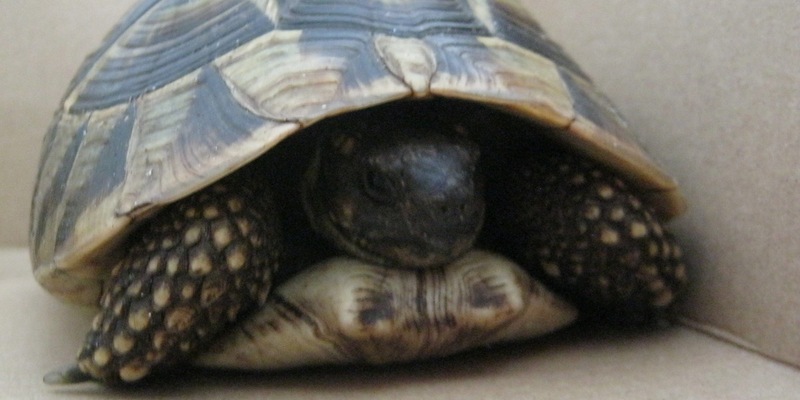POL-FL: Risum-Lindholm/B5 - Schildi auf der B5 unterwegs, wer vermisst seine griechische Landschildkröte? - Foto: presseportal.de