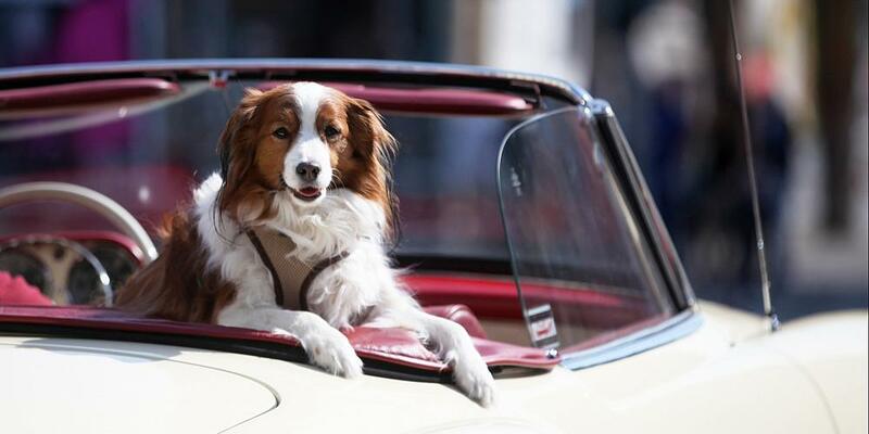Hund in einem Oldtimer (Archiv) - Foto: über dts Nachrichtenagentur