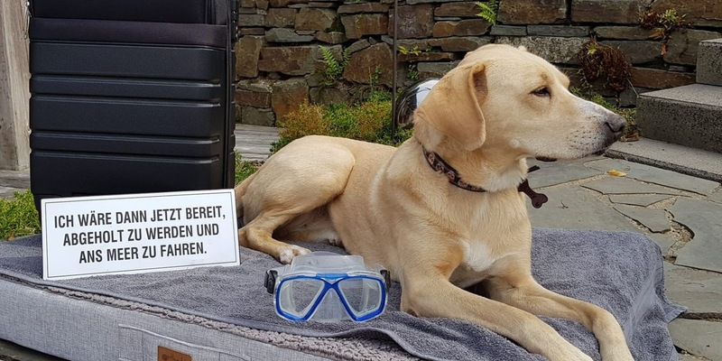 BfT/bpt-Video-Challenge Mit dem Hund auf Reisen : Gewinner stehen fest - Foto: presseportal.de