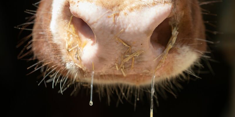 Auch in Deutschland besteht Sorge vor der Rinderkrankheit Lumpy Skin Disease. (Symbolbild) - Foto: Friso Gentsch/dpa