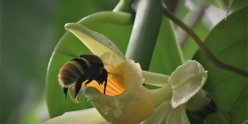 Während etwa die Vanilla inodora nur in Nebelwäldern und tiefergelegenen Regionen mit starken Niederschlägen wächst, kommen andere Arten nur in heißen Regionen mit langen Trockenphasen vor. - Foto: Charlotte Watteyn/Eurekalert/dpa