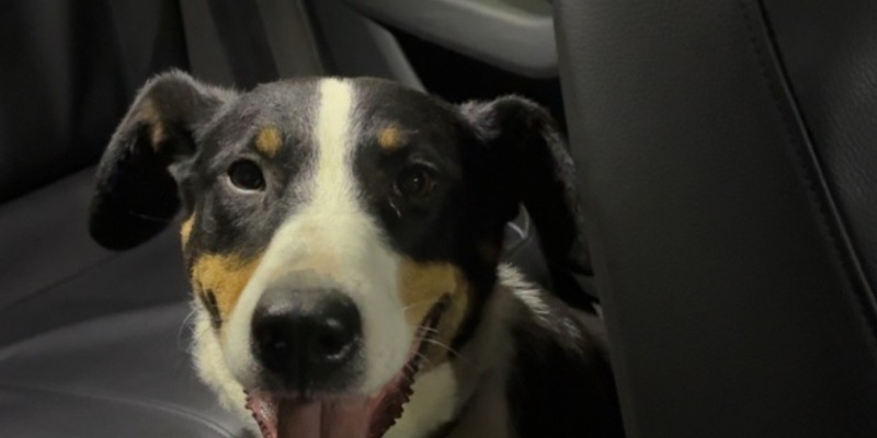 POL-PIROK: Fundhund sucht seinen Besitzer - Foto: presseportal.de