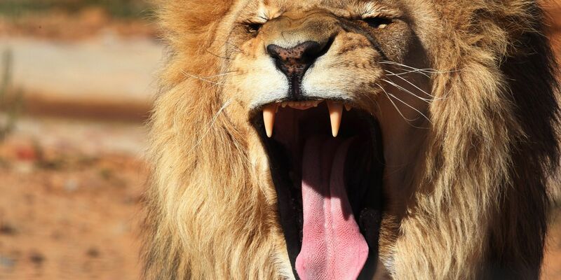 Ein Löwe war aus seinem Käfig in Antalya ausgebrochen. (Symbolbild) - Foto: Mohamed Messara/EPA/dpa