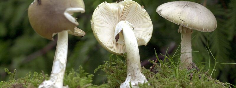 Der Grüne Knollenblätterpilz ist extrem giftig - und ähnelt harmlosen Champignons. (Archivbild) - Foto: Bernd Wüstneck/dpa-Zentralbild/dpa