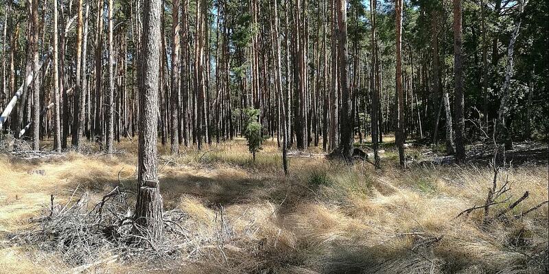 Wald (Archiv) - Foto: über dts Nachrichtenagentur
