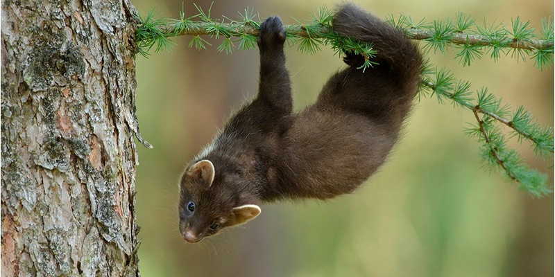 Hessens Jagdminister Jung opfert Artenschutz für den Landesjagdverband - Baummarder im Visier - Foto: presseportal.de