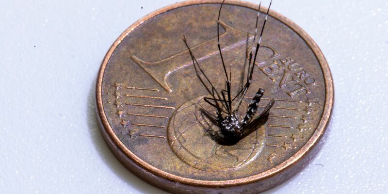Unweit der deutschen Grenze im Elsass ist eine lokale Infektion mit dem Chikungunya-Virus entdeckt worden (Archivbild). - Foto: Helmut Fricke/epa Scanpix Sweden/dpa
