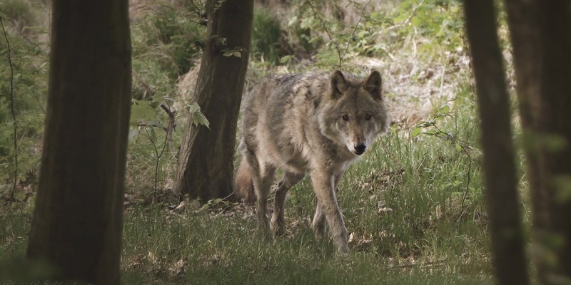 Wildtierschutz Deutschland: Kein günstiger Erhaltungszustand der Wolfspopulation feststellbar - Foto: presseportal.de