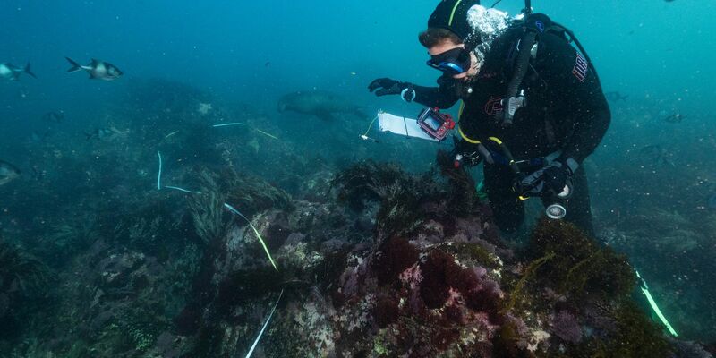 Bei einer Mikroalgenblüte verfärbt sich das Wasser meist grünlich. - Foto: Stefan Andrews/GREAT SOUTHERN REEF FOUNDATION/dpa