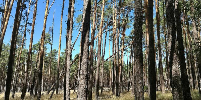 Wald (Archiv) - Foto: über dts Nachrichtenagentur