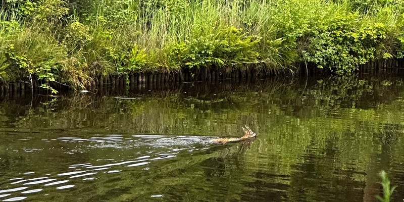 FW-AUR: Erfolgreiche Tierrettung aus Wasserlauf - Foto: presseportal.de