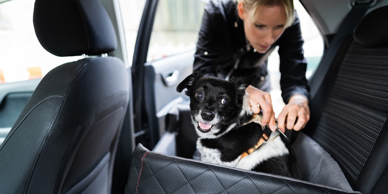 Haustiere sicher im Auto transportieren - Foto: presseportal.de