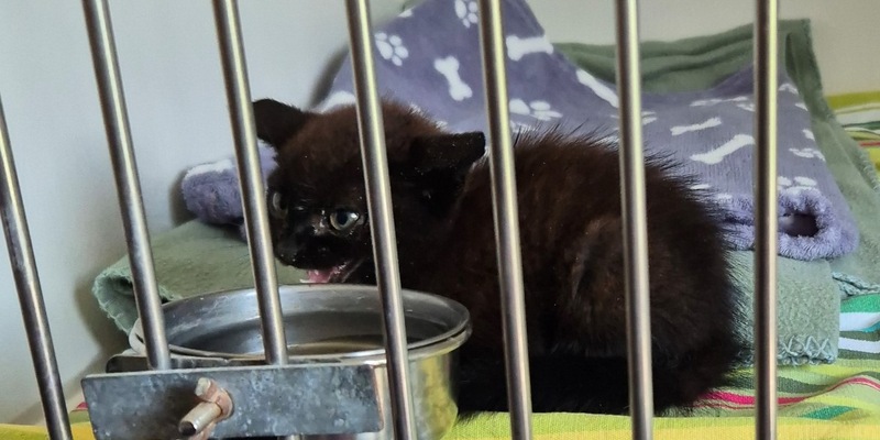 POL-KI: 250709.2 Kiel: Kampflustige Katze entpuppt sich als Kätzchen - Foto: presseportal.de