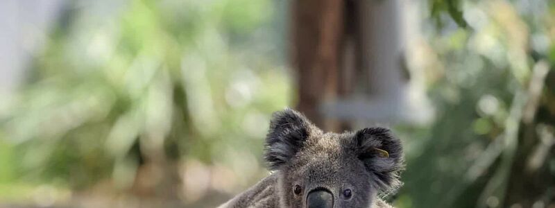 Koalas sind bedroht - etwa durch die Rodung von Bäumen, wie eine Studie nun herausfand. - Foto: Ami Fadhillah Amir Abdul Nasir/Society for Experimental Biology/dpa