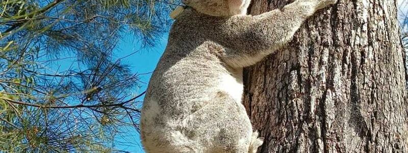 Für Koalas die sicherere Variante: Klettern an Bäumen. - Foto: Ami Fadhillah Amir Abdul Nasir/ Society for Experimental Biology/dpa