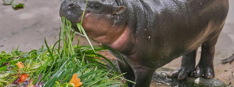 Moo Deng bedeutet so viel wie hüpfendes Schweinchen - Internet-User hatten über den Namen abgestimmt. - Foto: Sakchai Lalit/AP/dpa