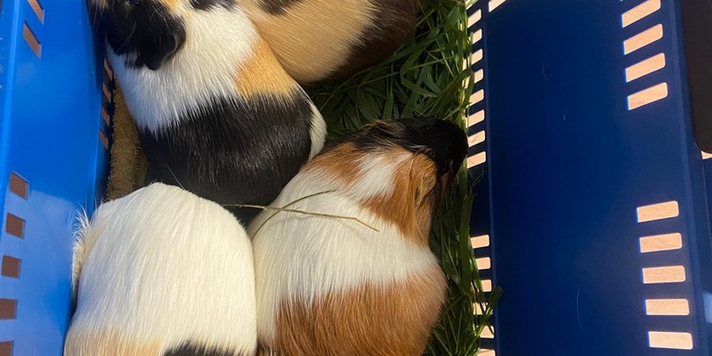 POL-GS: Pressemitteilung des PK Seesen vom 12.07.2025 - Foto: presseportal.de